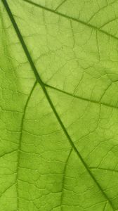 Превью обои листок, текстура, поверхность, жилки, макро, зеленый