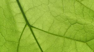 Превью обои листок, текстура, поверхность, жилки, макро, зеленый