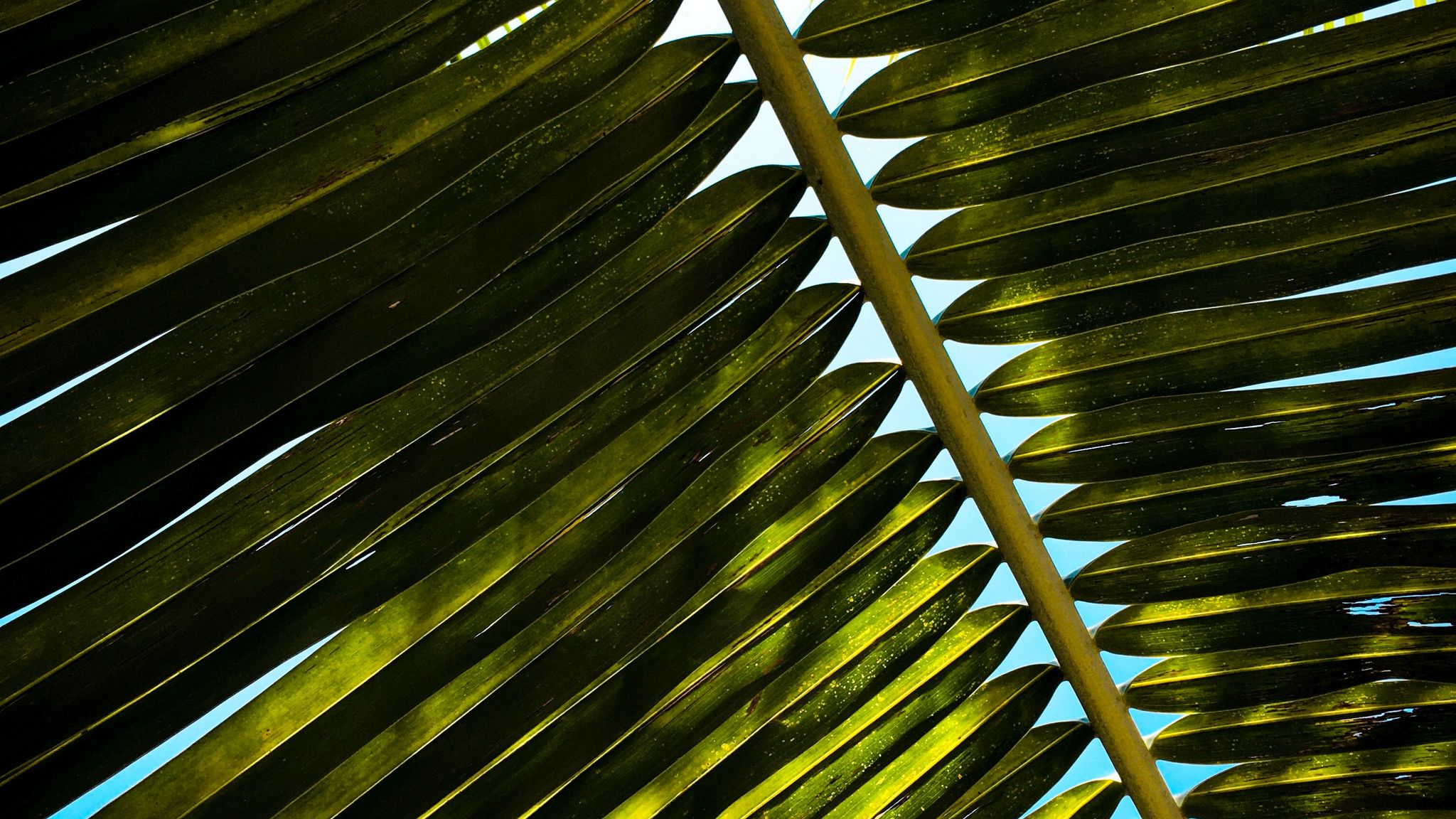 Обои зеленые листья пальмы