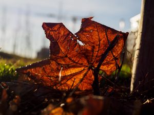 Превью обои листок, ветки, осень, макро, сухой