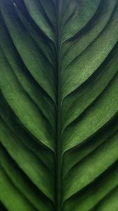 Превью обои листок, зеленый, макро, текстура, поверхность