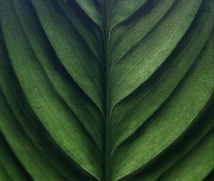 Превью обои листок, зеленый, макро, текстура, поверхность