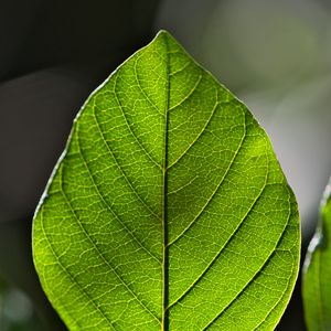 Превью обои листок, зеленый, макро, жилки