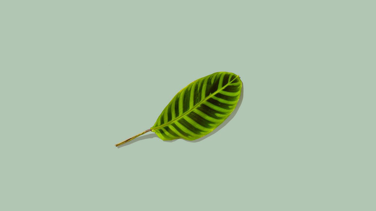 Обои листок, зеленый, минимализм