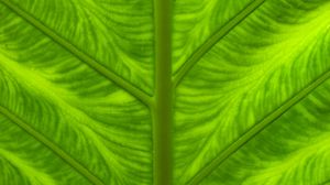 Превью обои листок, жилки, макро, крупным планом, зеленый