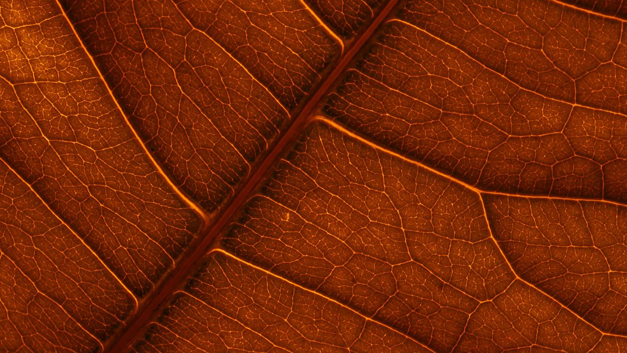 Обои листок, жилки, макро, структура, коричневый