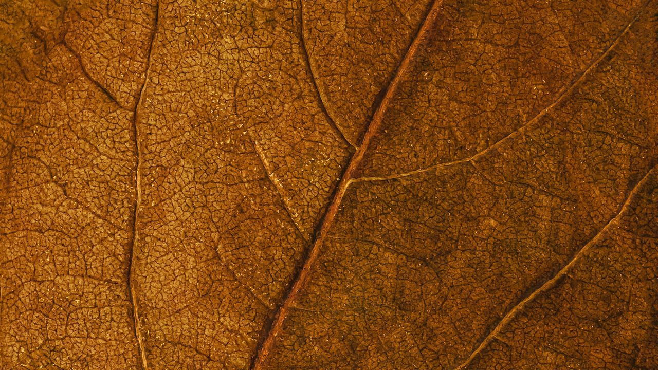 Обои листок, жилки, макро, поверхность, коричневый