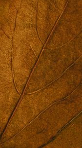 Превью обои листок, жилки, макро, поверхность, коричневый