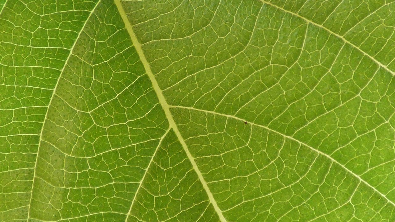 Обои листок, жилки, макро, зеленый, поверхность