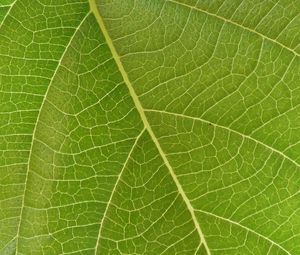 Превью обои листок, жилки, макро, зеленый, поверхность