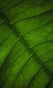 Превью обои листок, жилки, поверхность, макро, зеленый