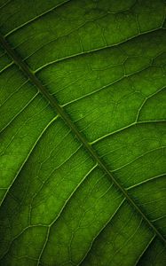 Превью обои листок, жилки, поверхность, макро, зеленый
