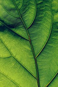 Превью обои листок, жилки, поверхность, зеленый, макро