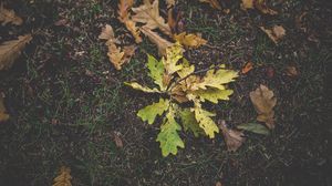 Превью обои листва, дуб, осень, трава