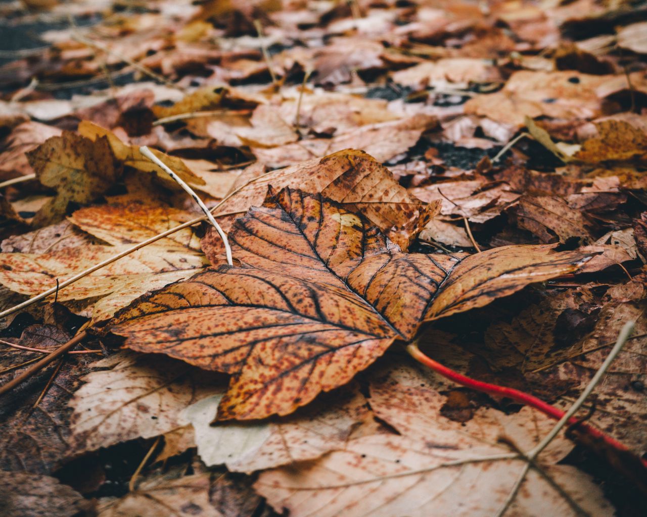 План к сочинению по фотографии Гиппенрейтера опавшие осенние листья