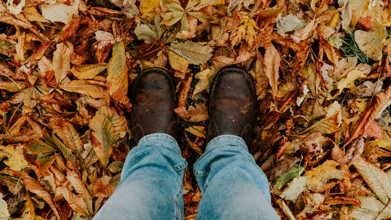 Обои листва, ноги, осень, опавший