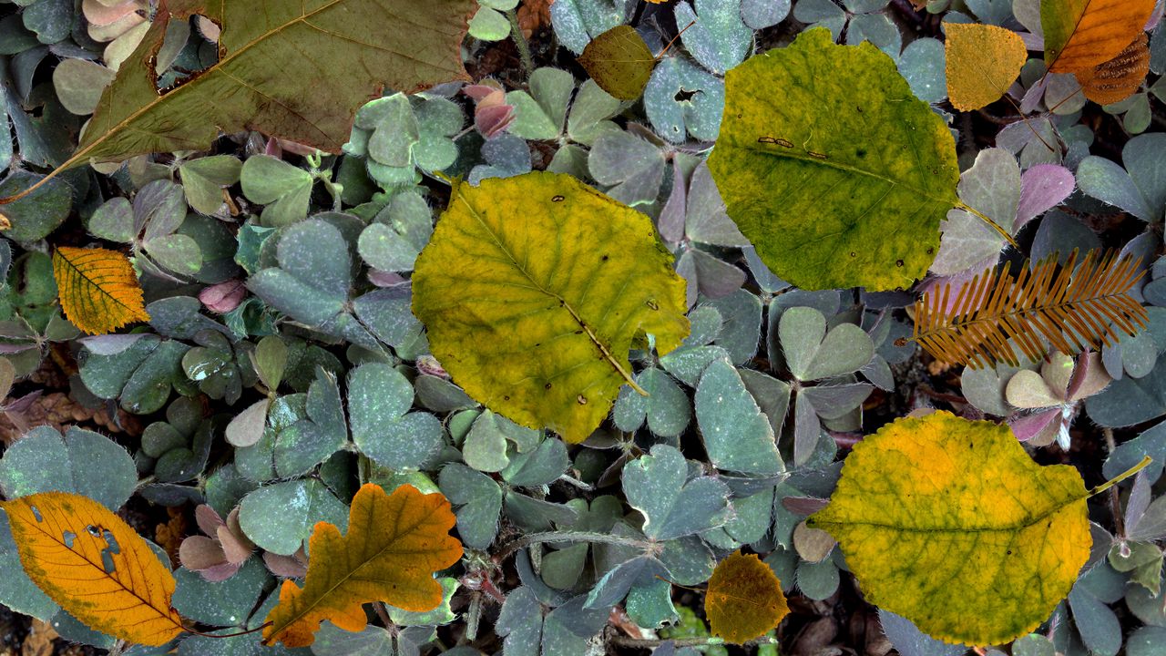 Обои листва, папоротник, осень, опавшие