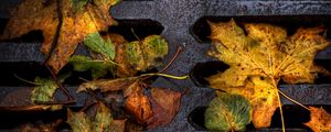 Превью обои листва, решетка, осень, опавший, влажный