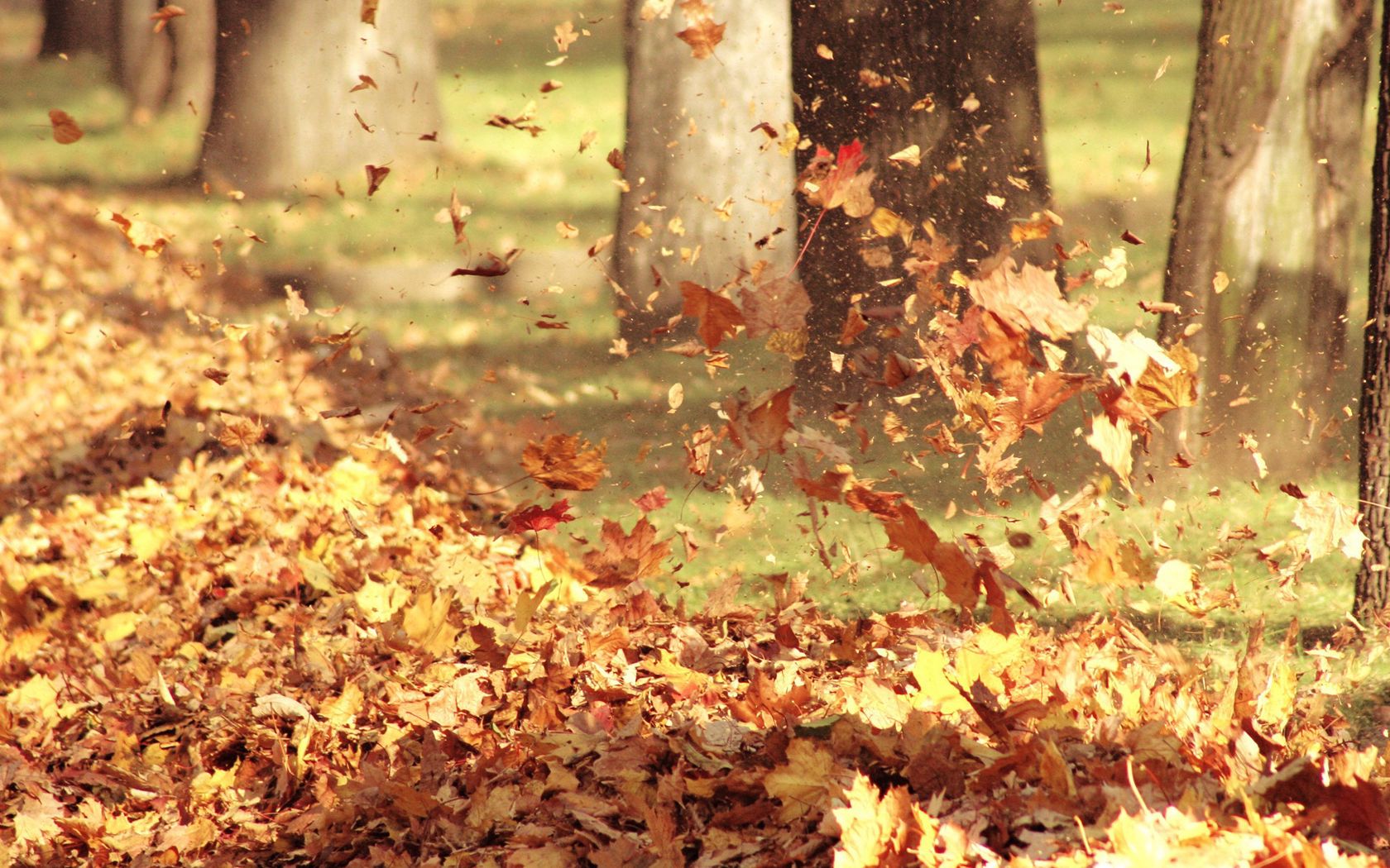 Листья падают вниз на карниз осень шлет свой последний каприз
