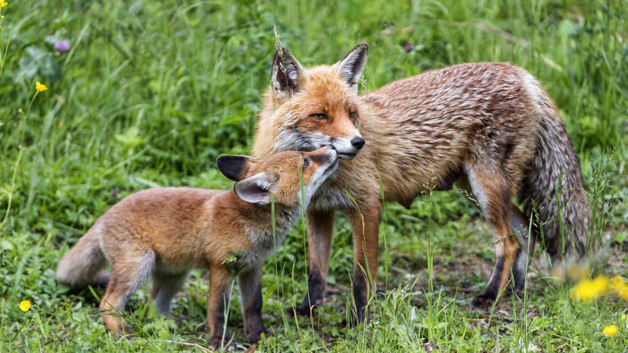 Обыкновенная лисица с лисятами