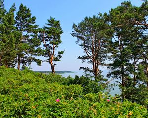 Превью обои литва, деревья, сосны, возвышенность, море