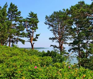 Превью обои литва, деревья, сосны, возвышенность, море