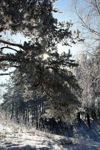 Превью обои литва, лес, деревья, снег, иней, свет