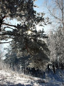 Превью обои литва, лес, деревья, снег, иней, свет