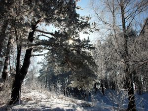 Превью обои литва, лес, деревья, снег, иней, свет