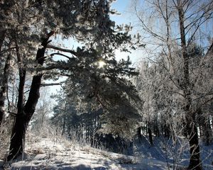 Превью обои литва, лес, деревья, снег, иней, свет