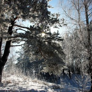 Превью обои литва, лес, деревья, снег, иней, свет