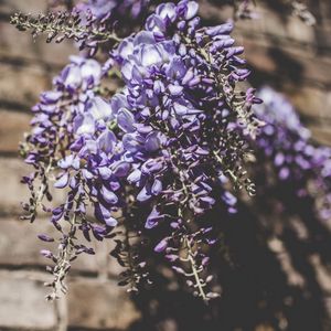 Превью обои люпины, букет, свет