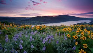 Превью обои люпины, подсолнухи, цветы, поляна, горы, вода, небо, природа