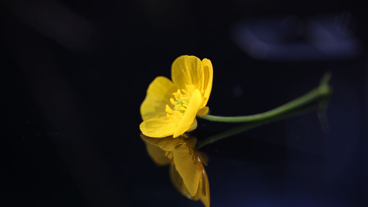 Обои лютик, цветок, лепестки, макро, желтый