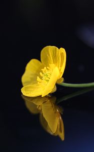 Превью обои лютик, цветок, лепестки, макро, желтый