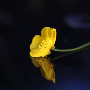 Превью обои лютик, цветок, лепестки, макро, желтый