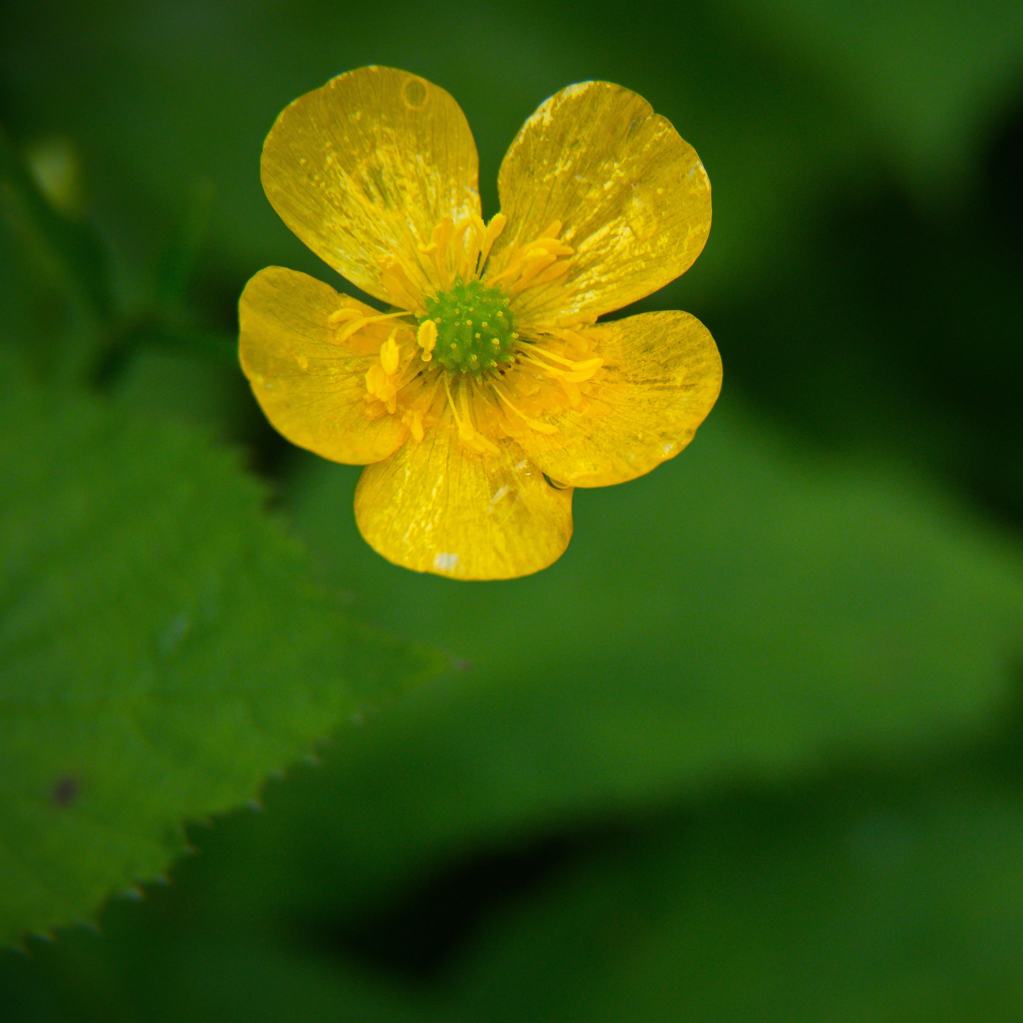 Почему Лютик на английском Buttercup