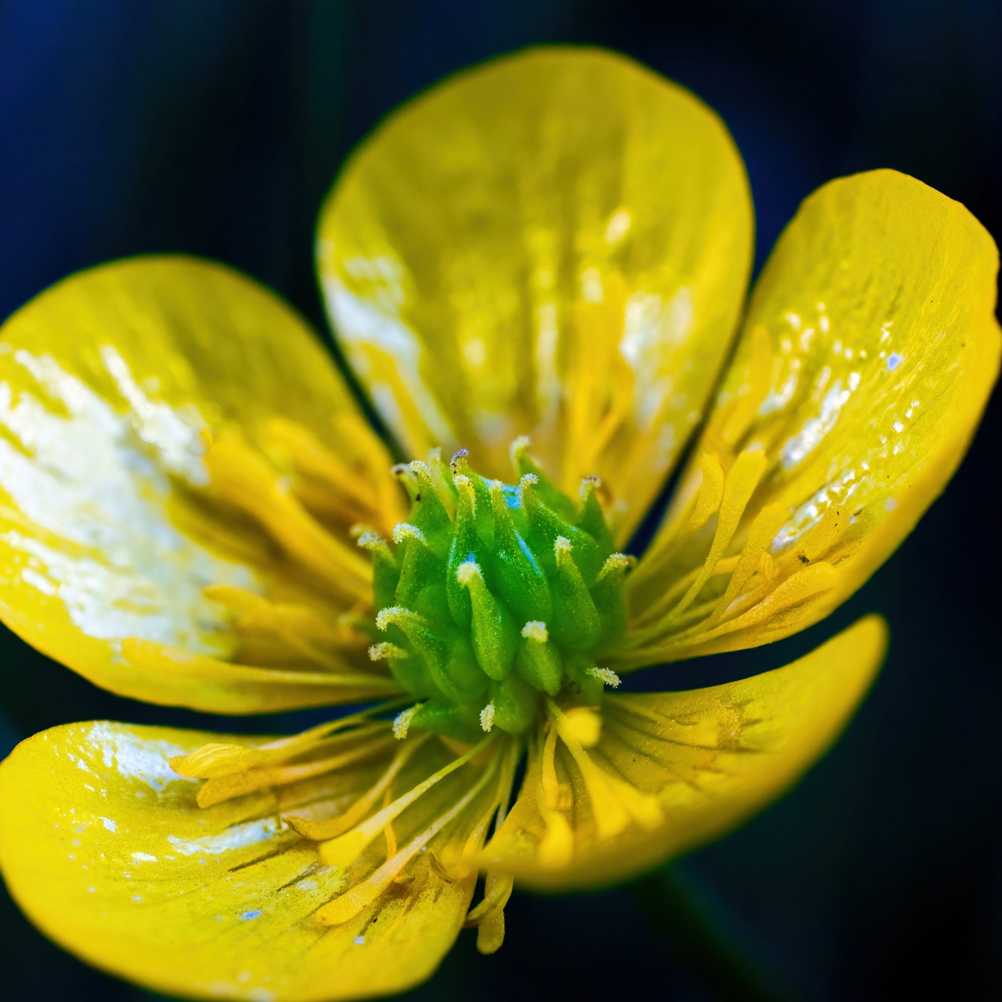 Почему Лютик на английском Buttercup