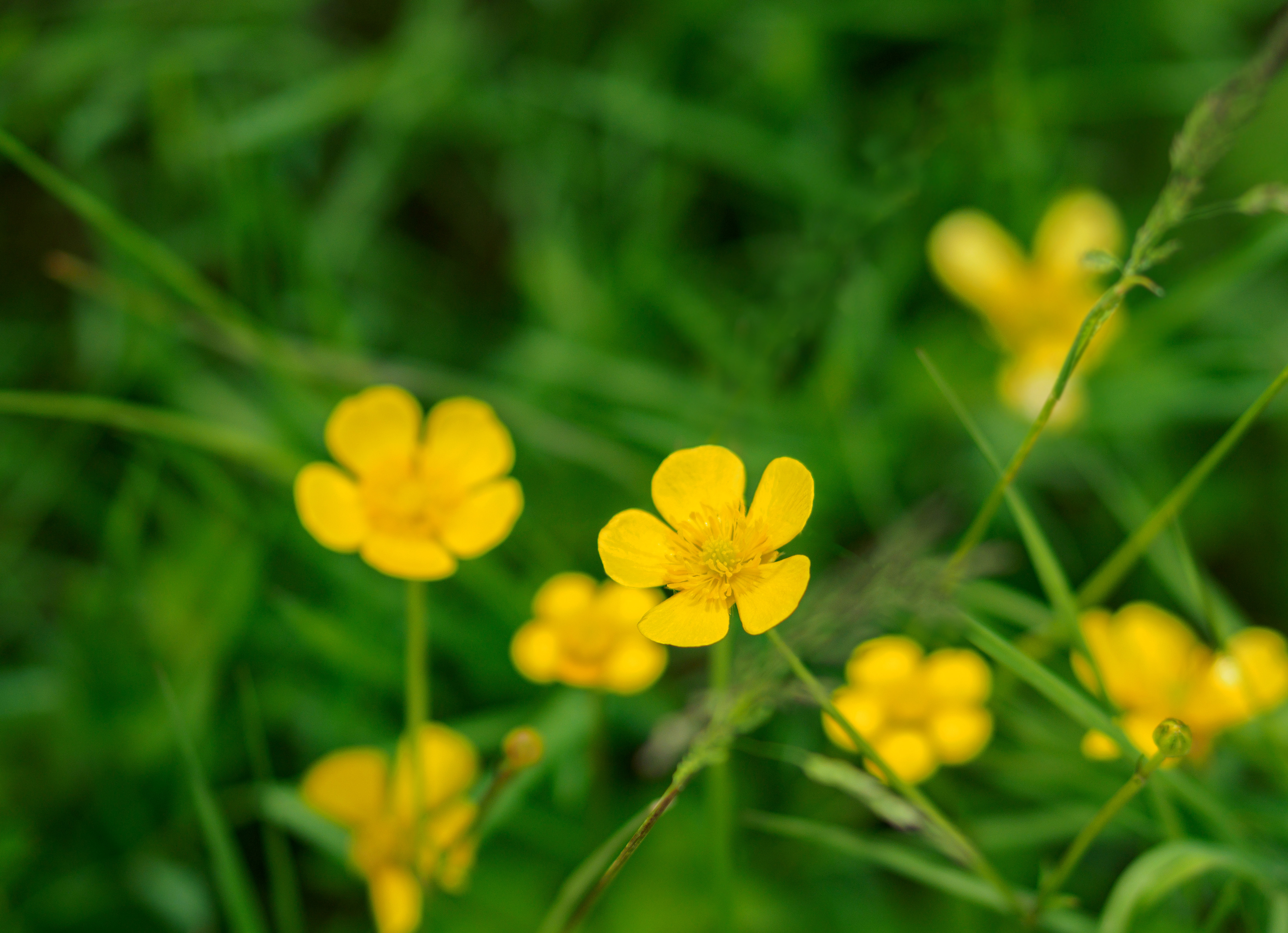 Buttercup Р›СЋС‚РёРє