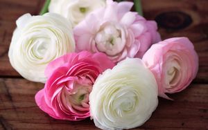 Превью обои лютики, ranunculus, цветы, бутоны, лепестки, белые, розовые