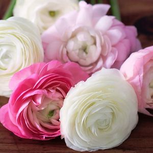 Превью обои лютики, ranunculus, цветы, бутоны, лепестки, белые, розовые