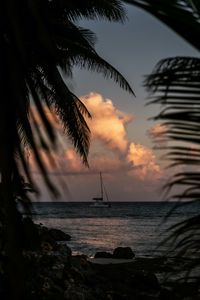 Превью обои лодка, море, пальмы, ветки, сумерки