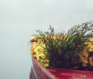 Превью обои лодка, цветы, туман, нежность, минимализм