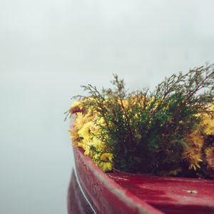 Превью обои лодка, цветы, туман, нежность, минимализм