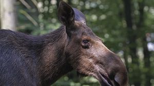 Превью обои лось, лес, блики, морда, профиль