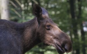 Превью обои лось, лес, блики, морда, профиль