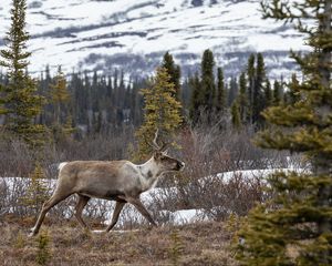 Превью обои лось, лес, дикая природа, деревья, кусты