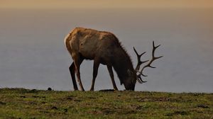 Превью обои лось, рога, животное, поле, дикая природа