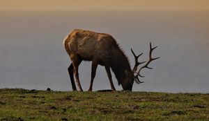 Превью обои лось, рога, животное, поле, дикая природа