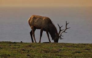 Превью обои лось, рога, животное, поле, дикая природа